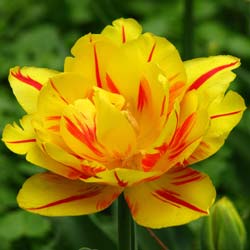 Tulipn doble precoz 'Monsella'